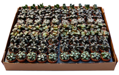 Rare Haworthia Assortment